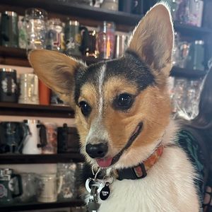 Meet your Posher, Griffin